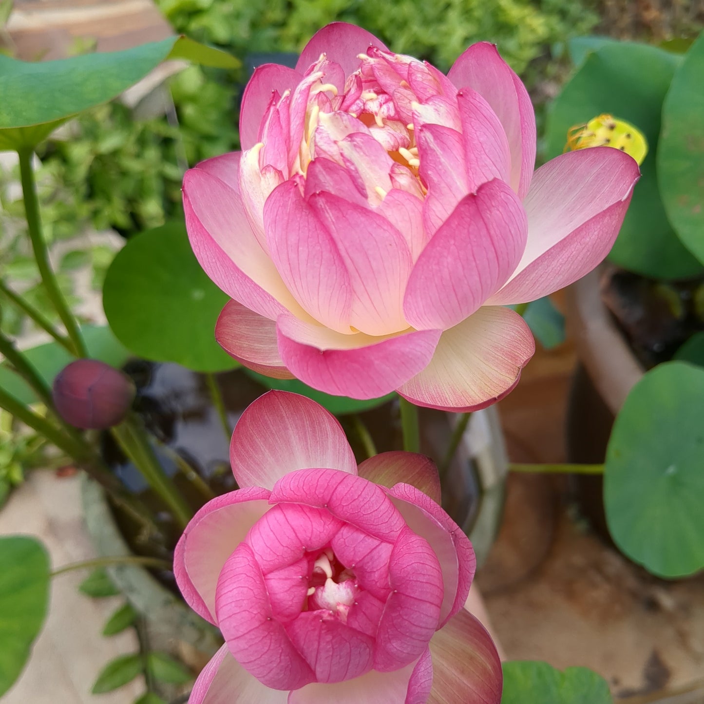 Cong Ke