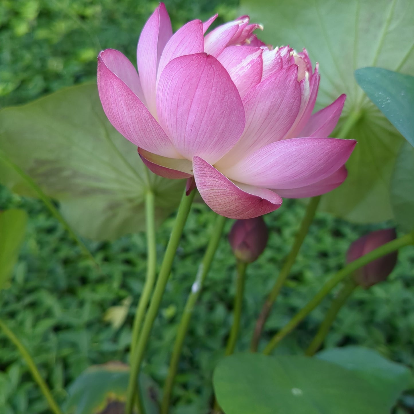 Cong Ke