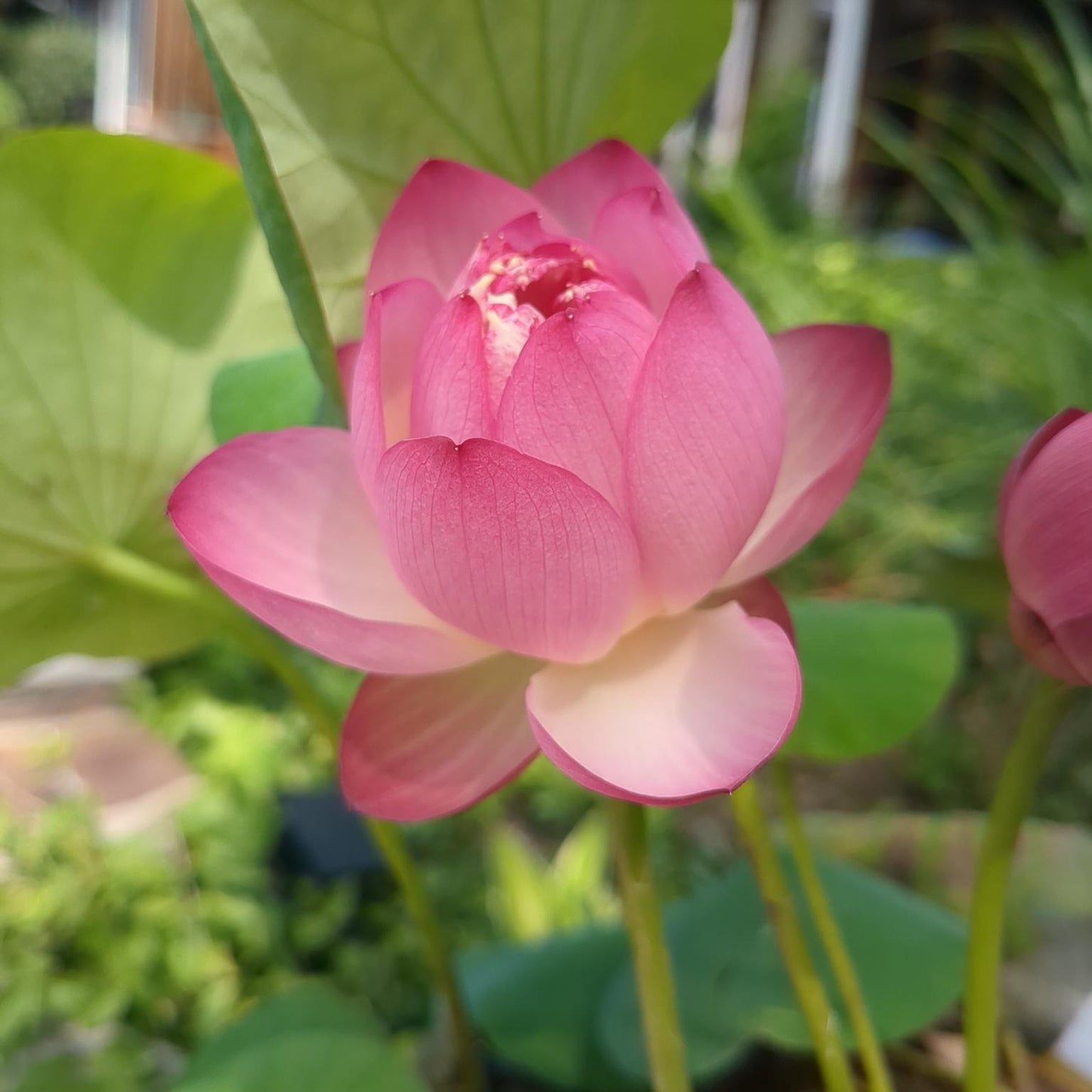 Cong Ke