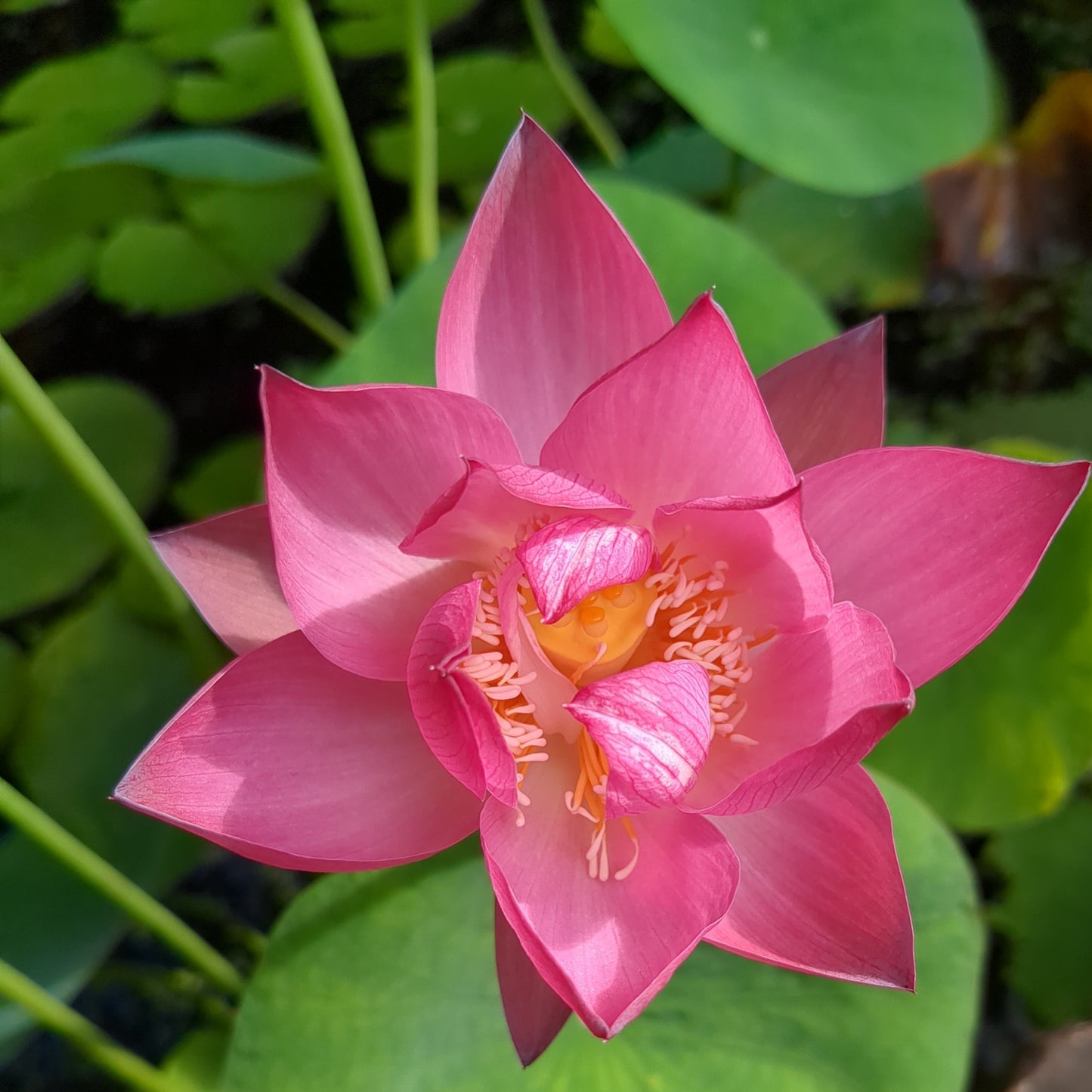 Excellent Lotus