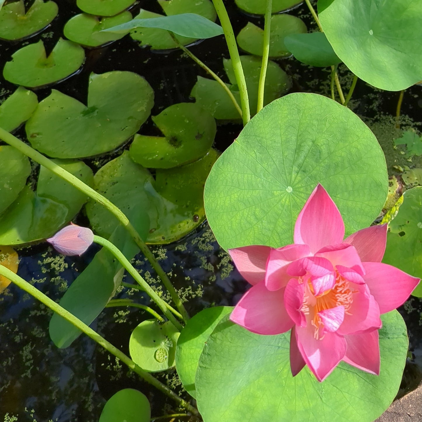 Excellent Lotus
