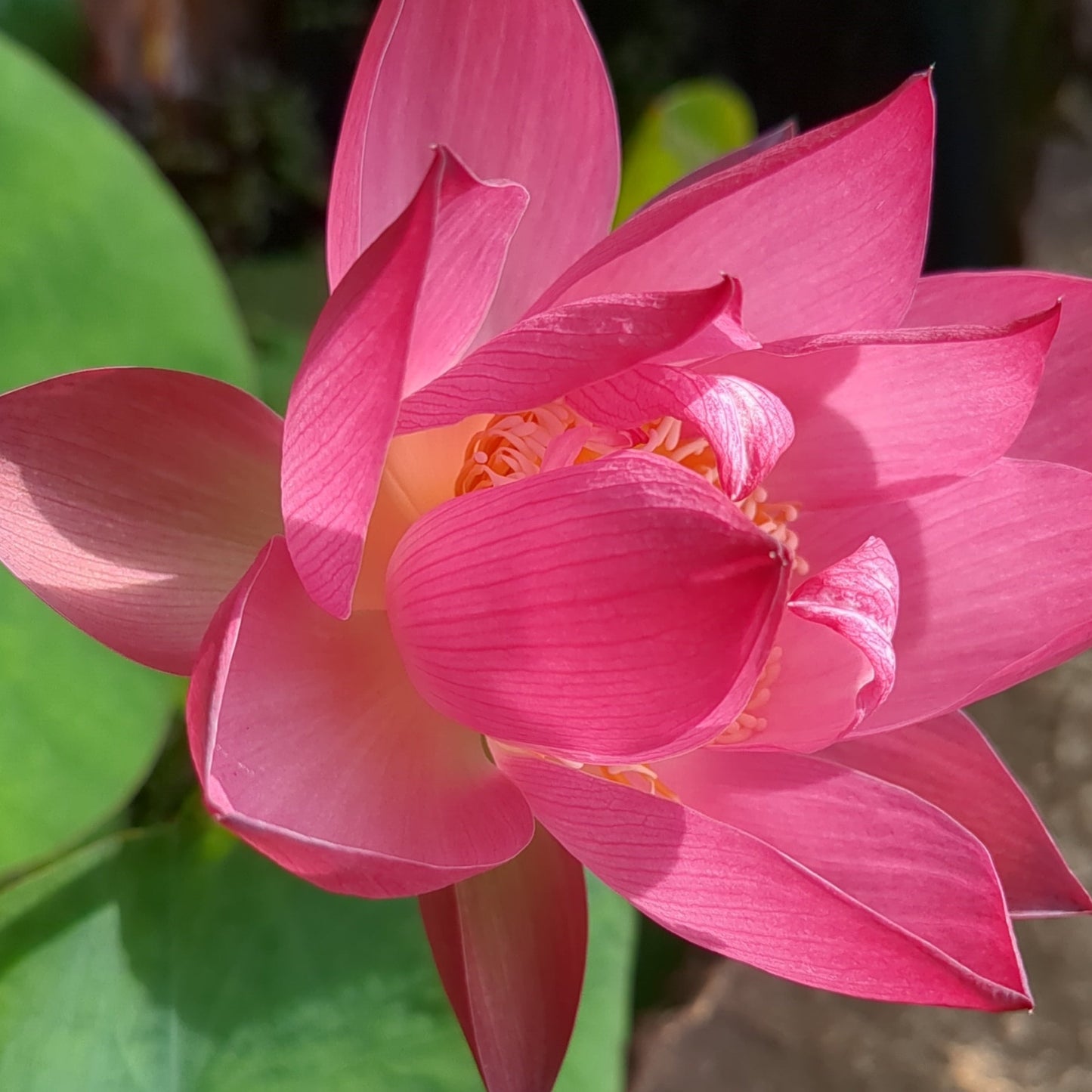 Excellent Lotus