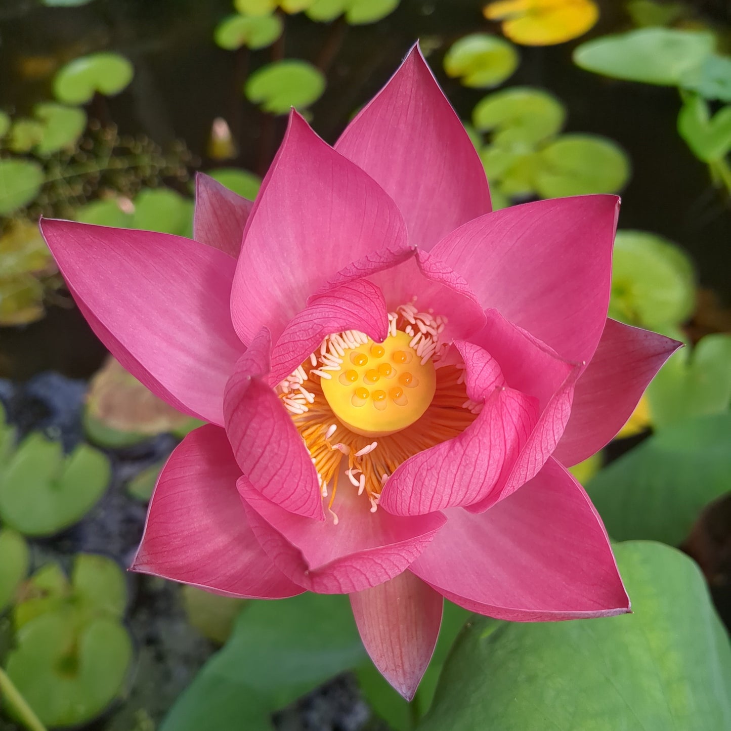 Excellent Lotus