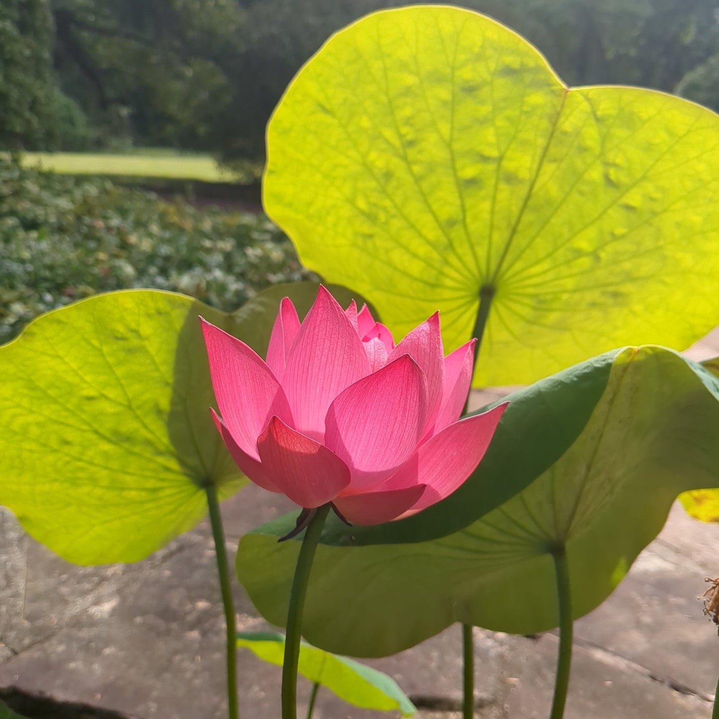 Excellent Lotus