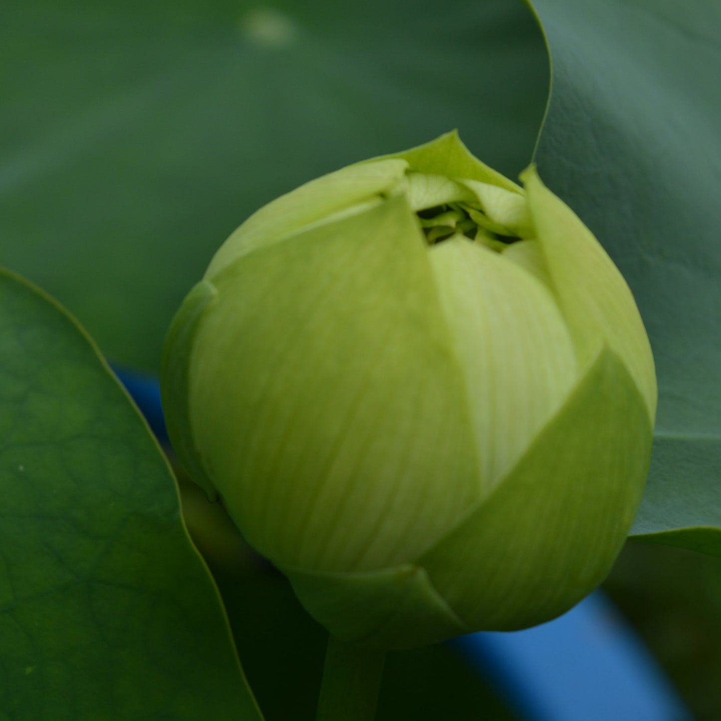 Gold and Jade Peony - GREEN and BIG!