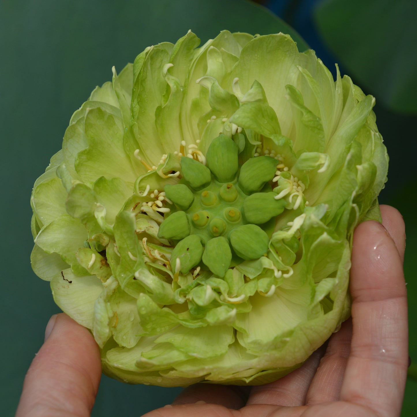 Gold and Jade Peony - GREEN and BIG!