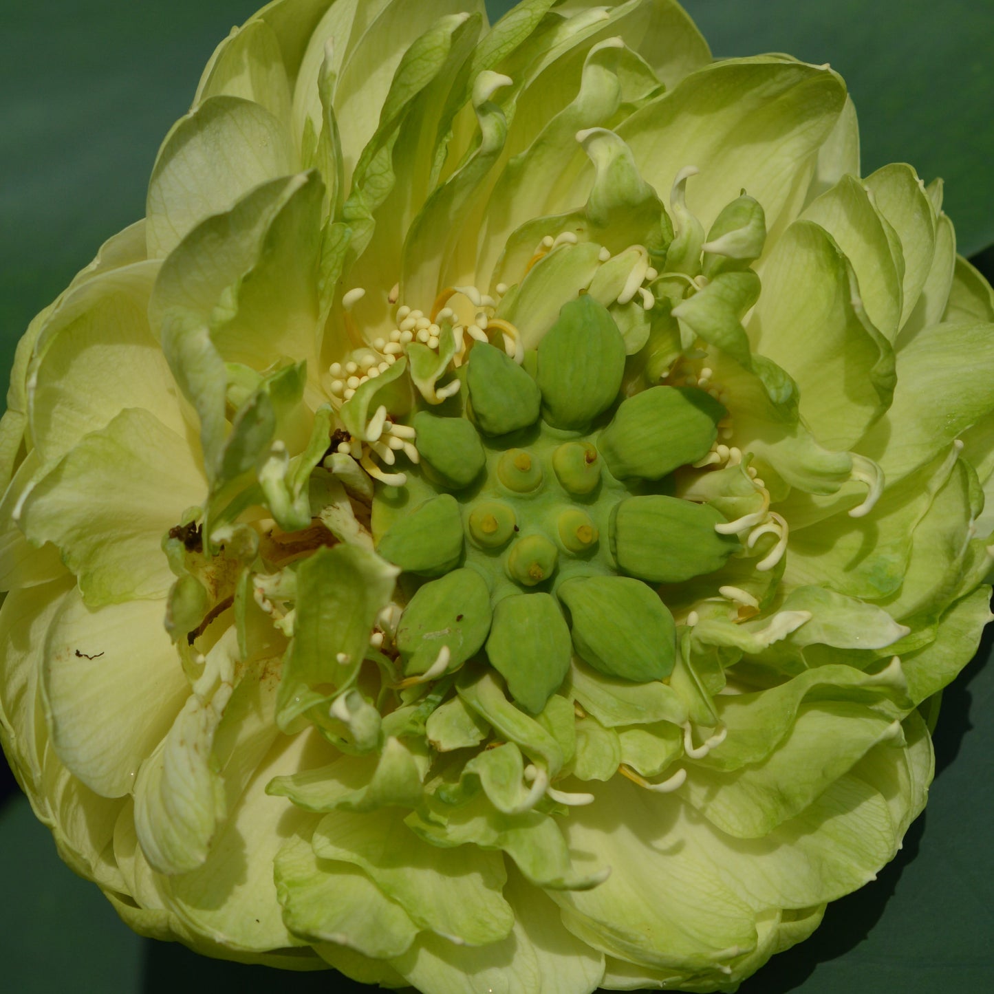 Gold and Jade Peony - GREEN and BIG!