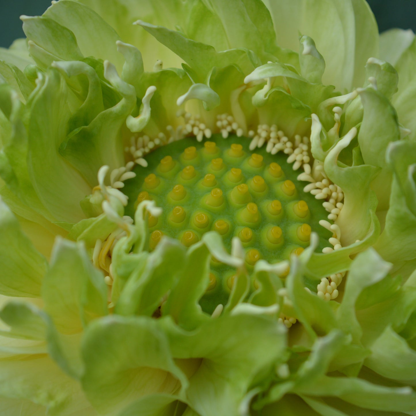 Gold and Jade Peony - GREEN and BIG!