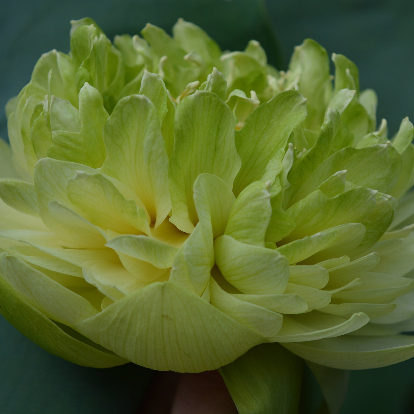 Gold and Jade Peony - GREEN and BIG!