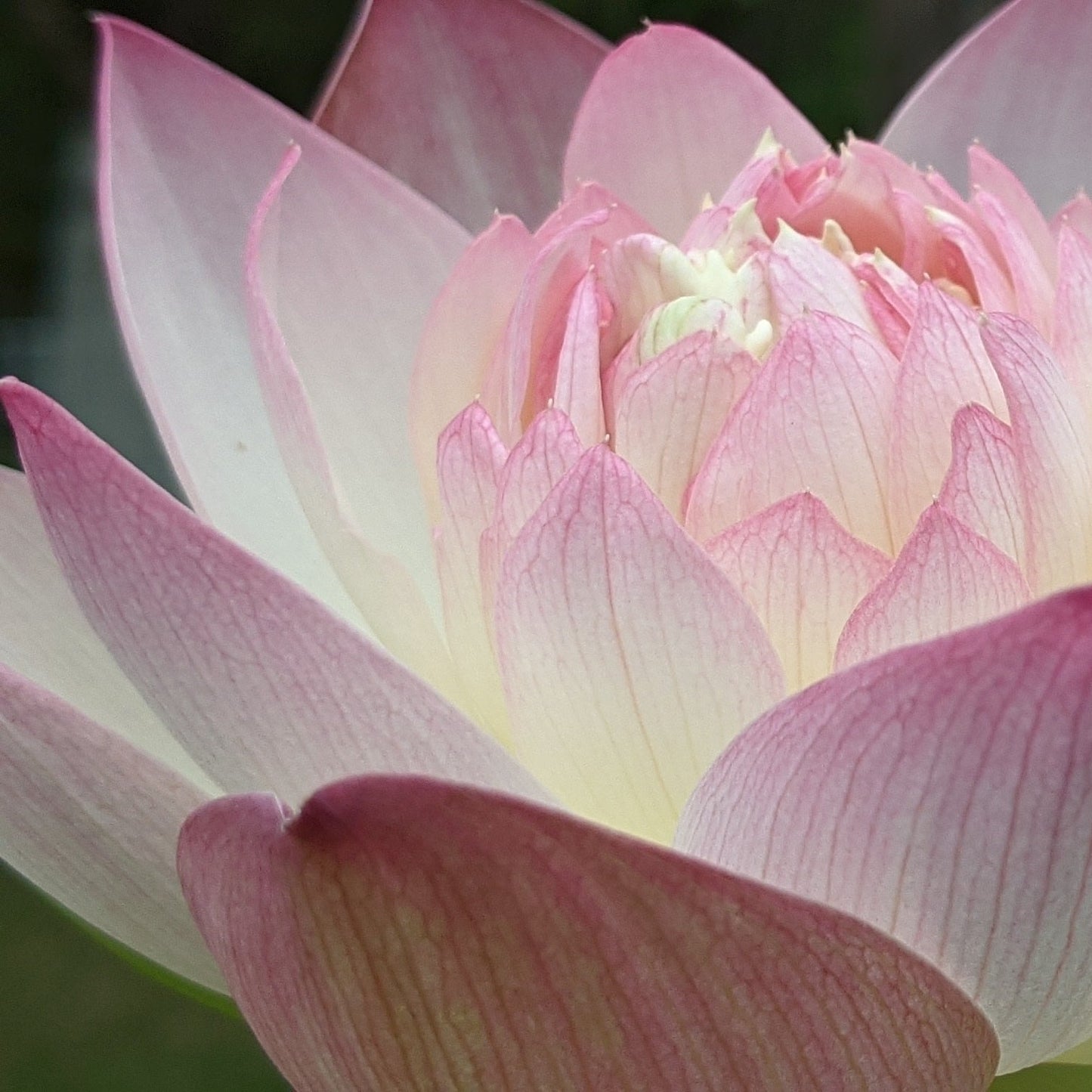 Pink Rosy