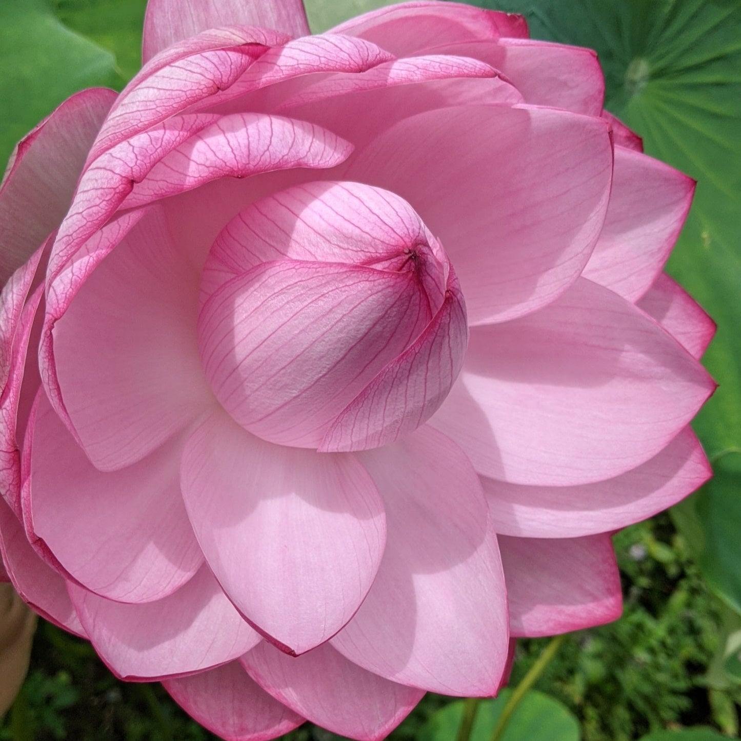 Yiliang Thousand Petals