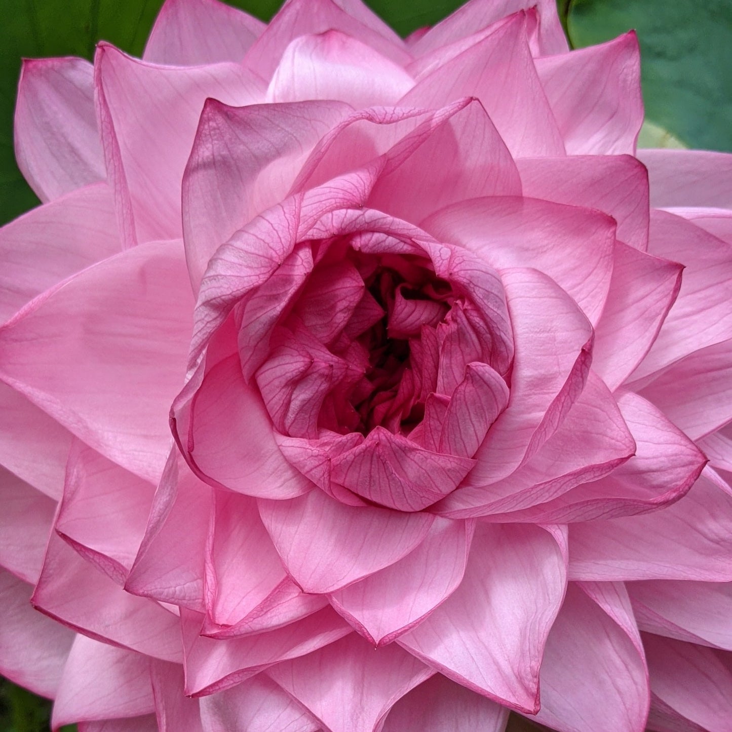 Yiliang Thousand Petals