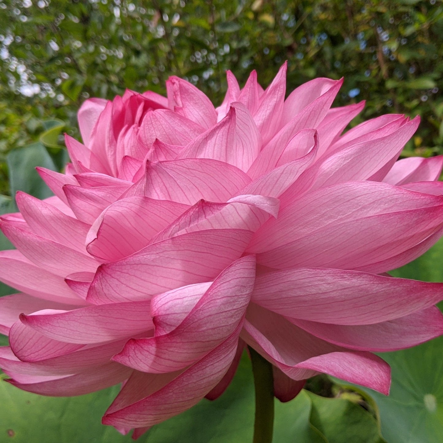 Yiliang Thousand Petals