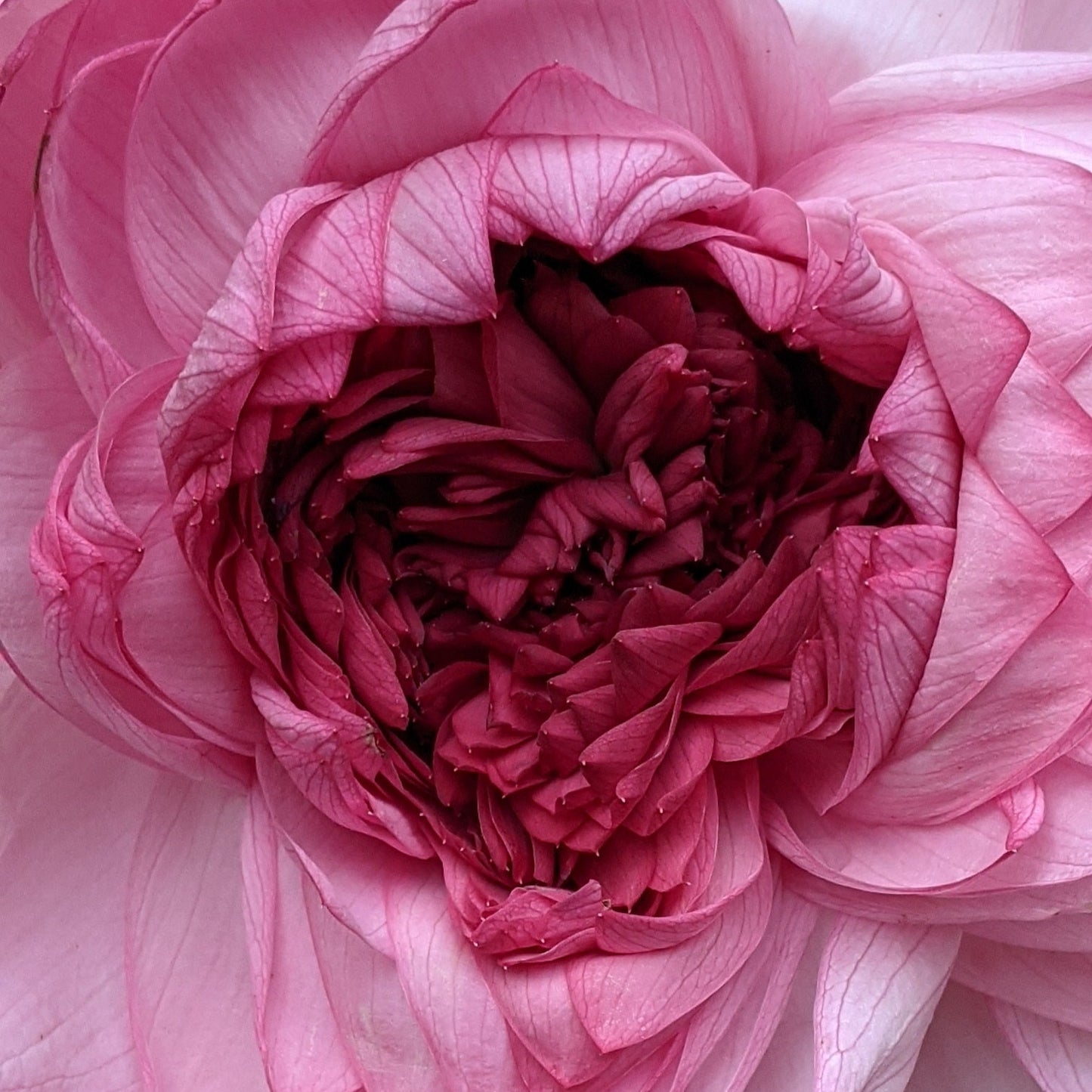 Yiliang Thousand Petals