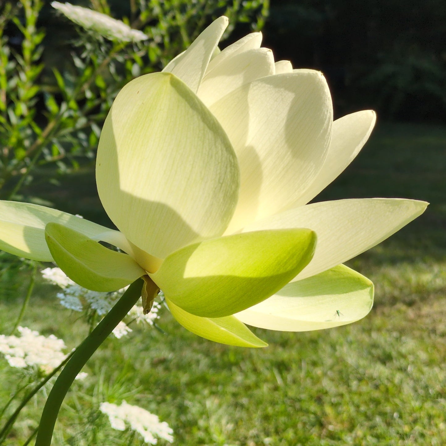 NEW! Perry's Giant Sunburst - THE ONE AND ONLY!