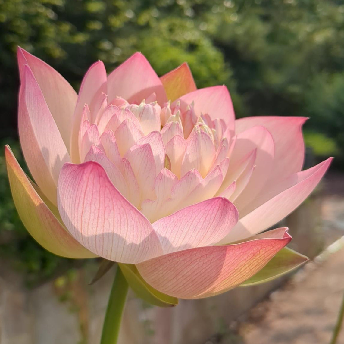 Pink Rosy