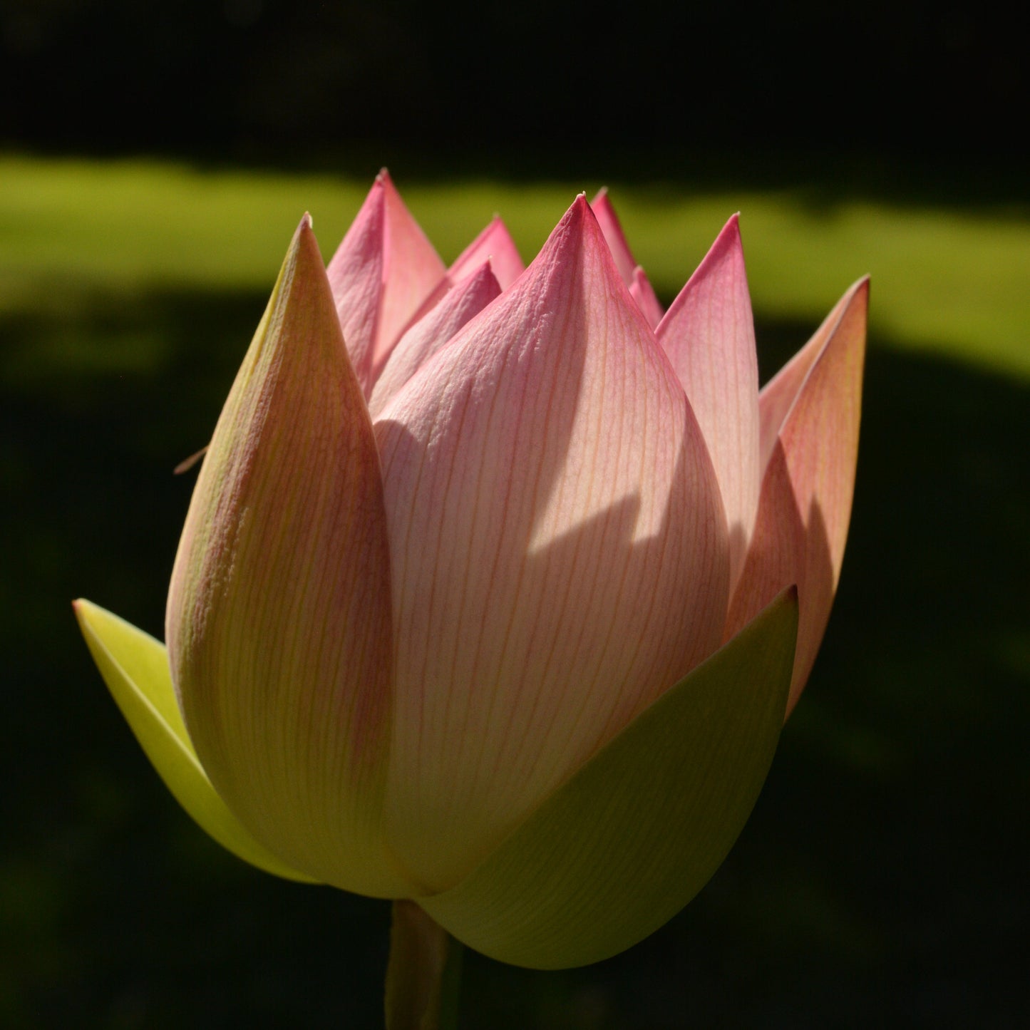 Pink Rosy