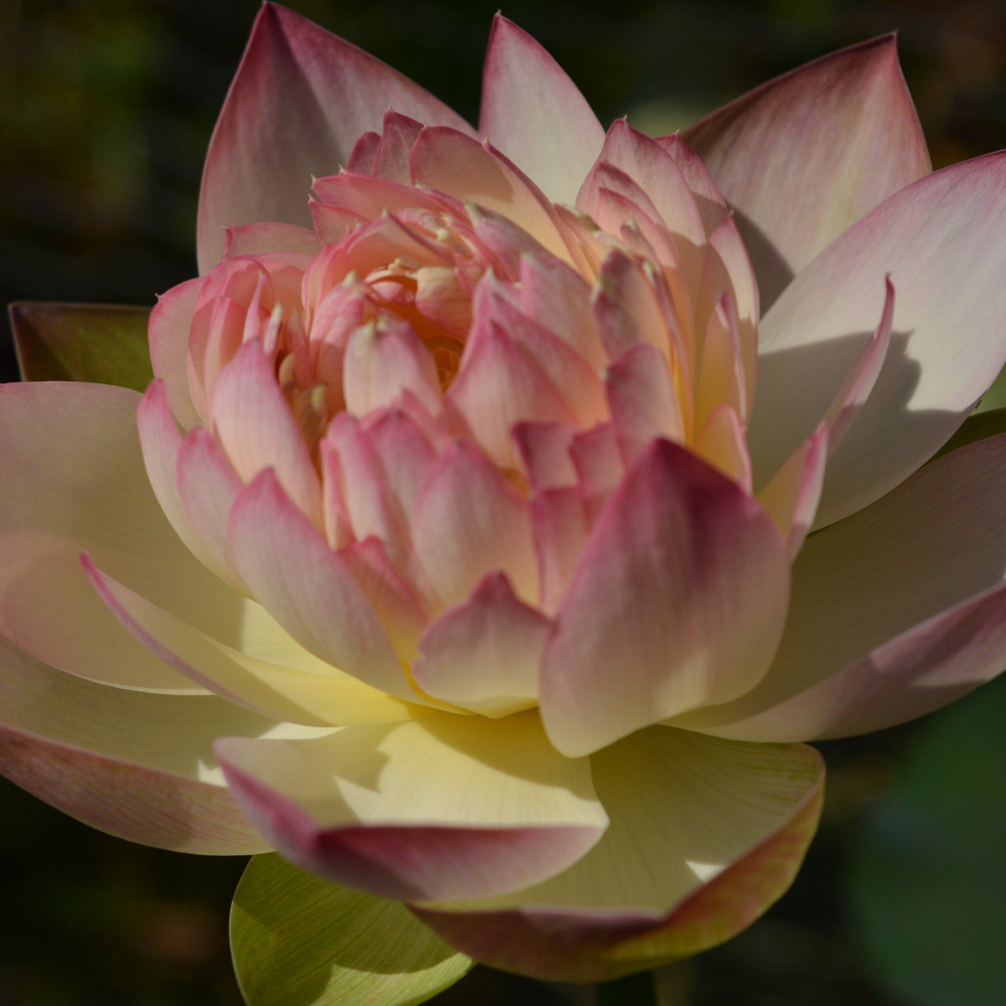 Pink Rosy
