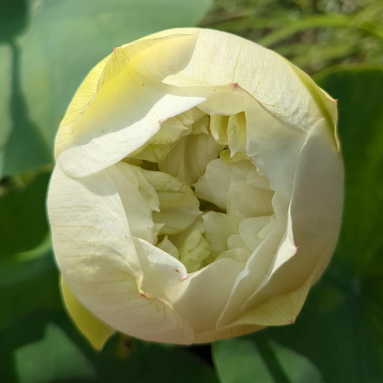White Pear Flower