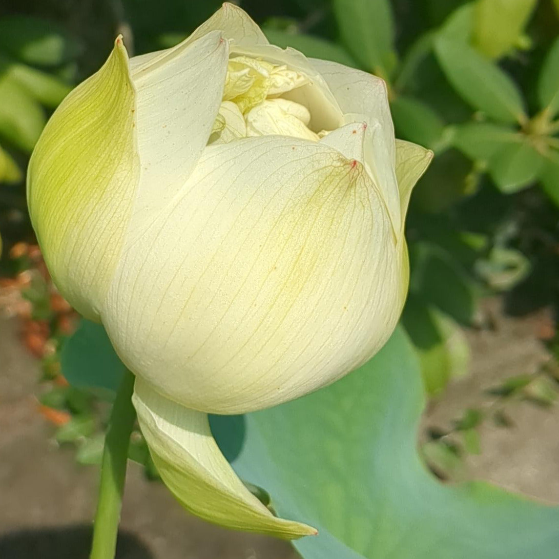White Pear Flower