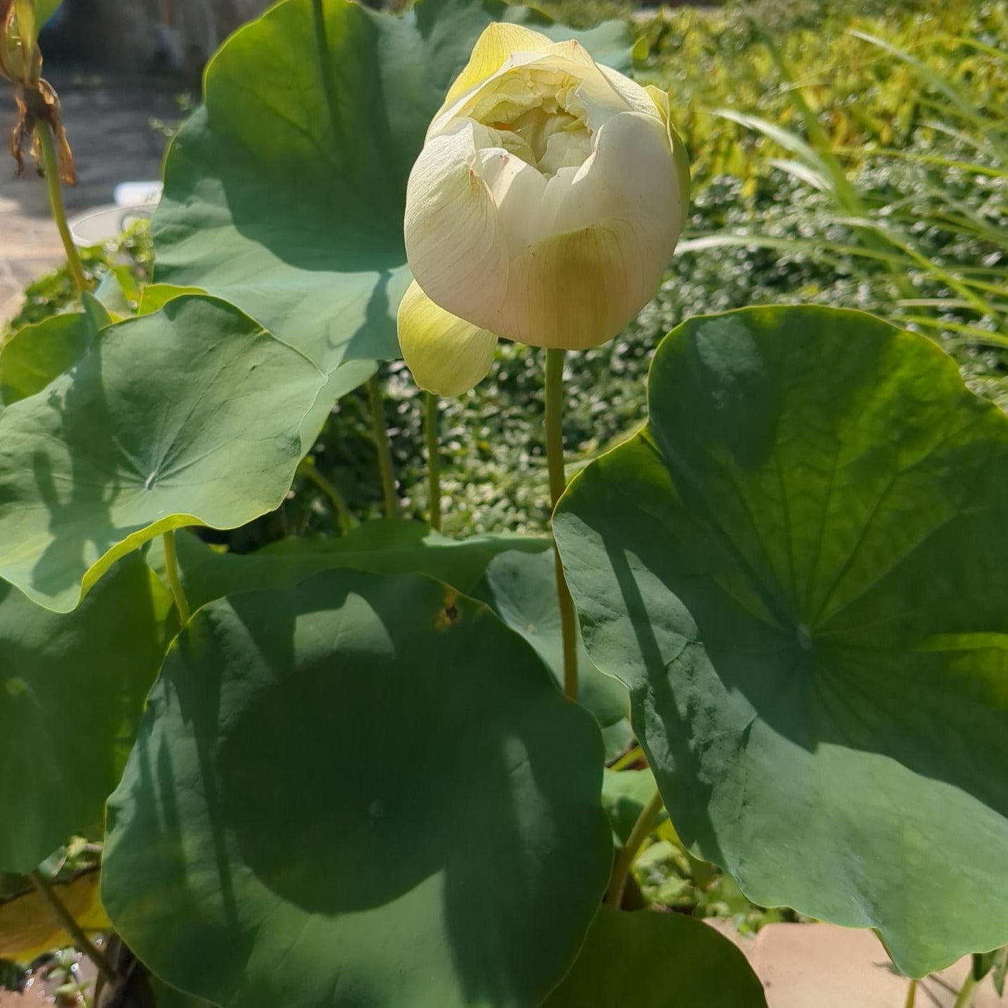 White Pear Flower