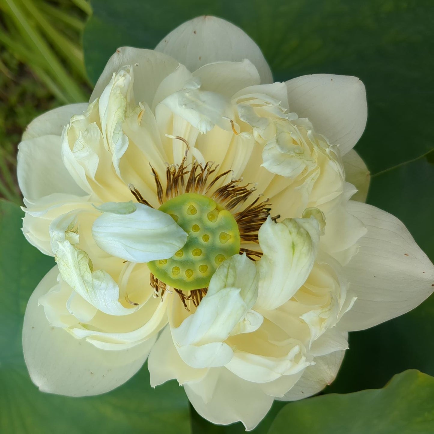 White Pear Flower