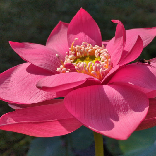 Beijing Temple of Heaven