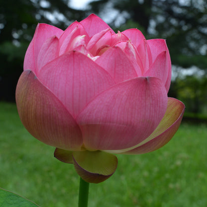 Cong Ke