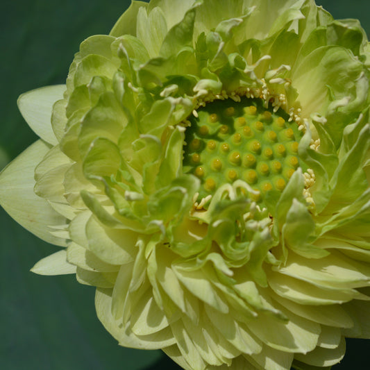Gold and Jade Peony - GREEN and BIG!