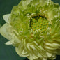 Gold and Jade Peony - GREEN and BIG!