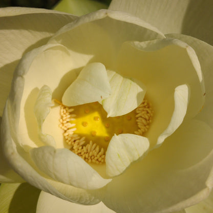 NEW! Perry's Giant Sunburst - THE ONE AND ONLY!