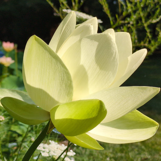 NEW! Perry's Giant Sunburst - THE ONE AND ONLY!