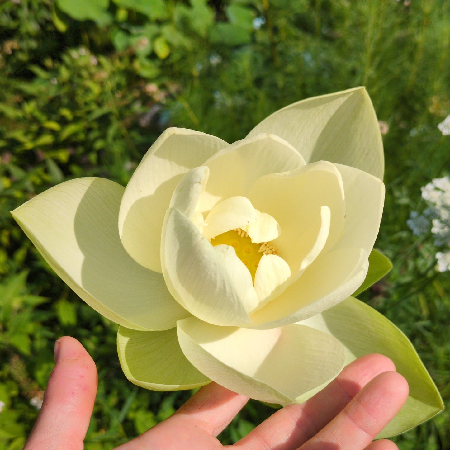 NEW! Perry's Giant Sunburst - THE ONE AND ONLY!