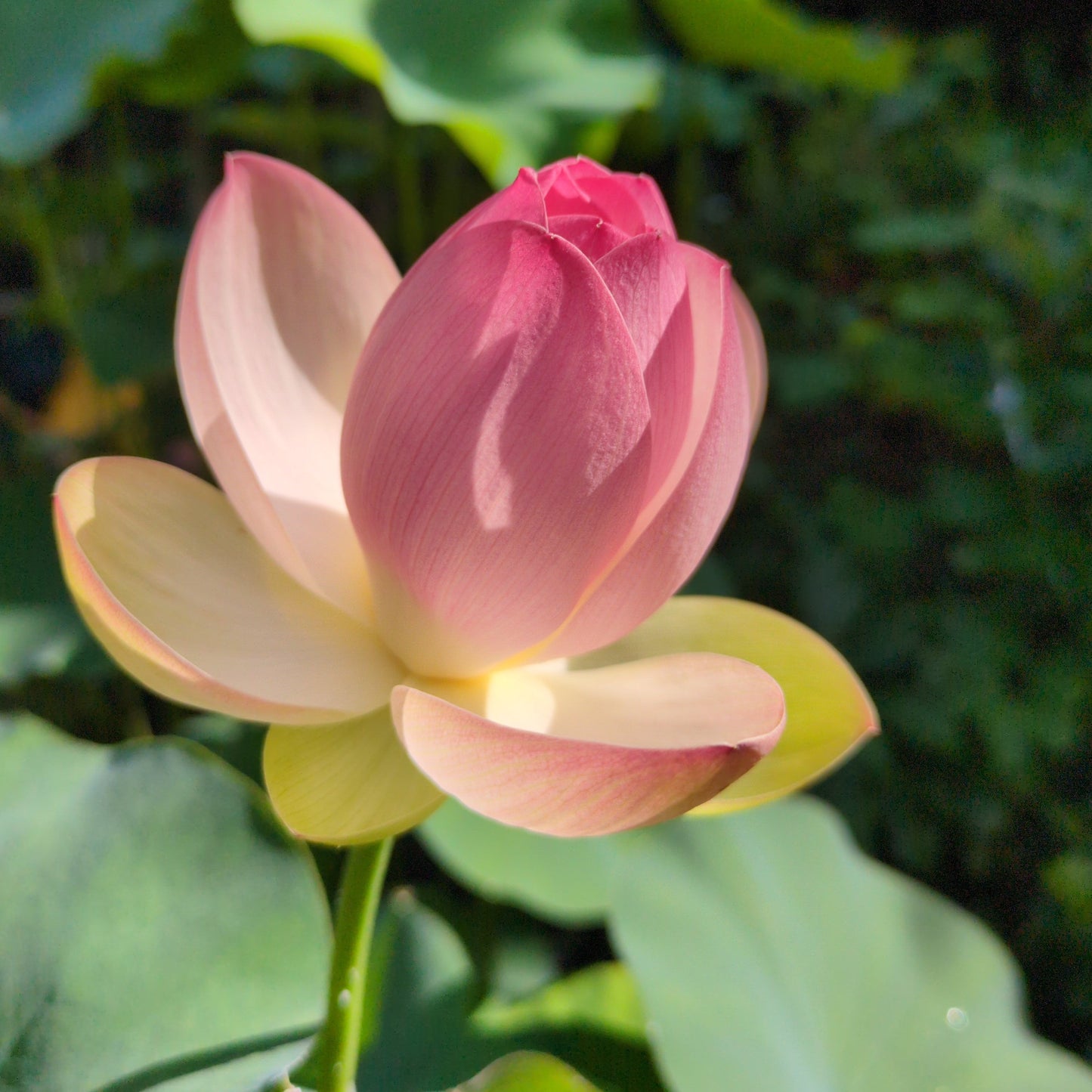 Pink Butterfly