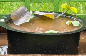 12 Inch Potted Lotus
