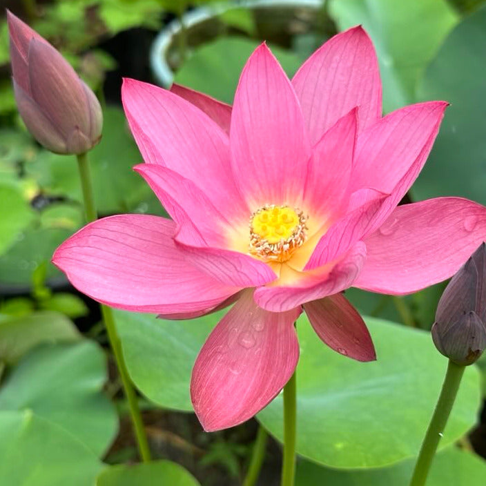 NEW! Sparks - Huohua