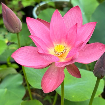 NEW! Sparks - Huohua