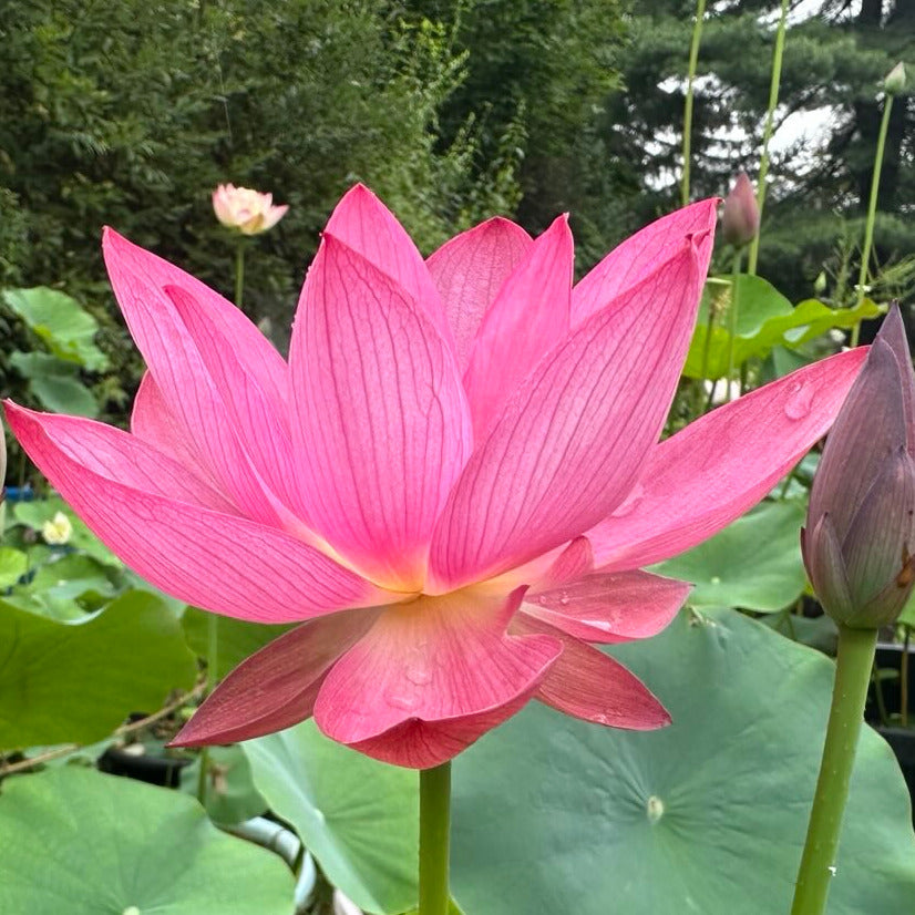 NEW! Sparks - Huohua