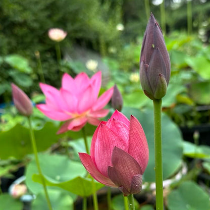 NEW! Sparks - Huohua