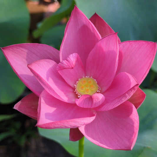 NEW! Sparks - Huohua